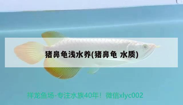 豬鼻龜淺水養(豬鼻龜水質)