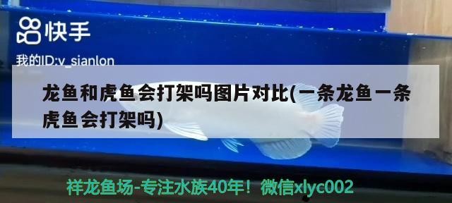 龍魚和虎魚會(huì)打架嗎圖片對(duì)比(一條龍魚一條虎魚會(huì)打架嗎) 龍魚和虎魚會(huì)打架嗎圖片對(duì)比(一條龍魚一條虎魚會(huì)打架嗎) 虎魚百科