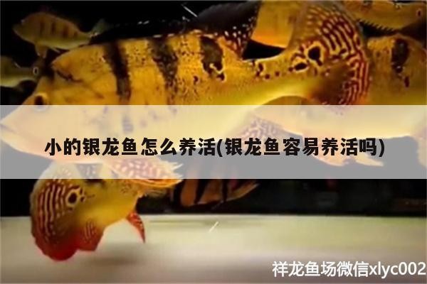 小的銀龍魚怎么養活(銀龍魚容易養活嗎)