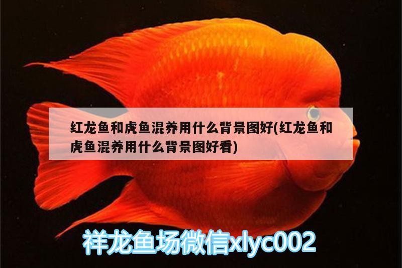 紅龍魚和虎魚混養用什么背景圖好(紅龍魚和虎魚混養用什么背景圖好看)