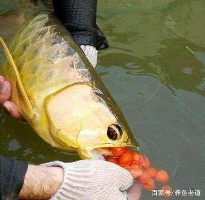龍魚繁衍