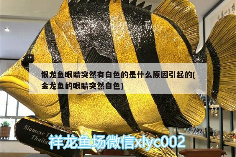 龍魚干蝦有營養(yǎng)嗎 銀龍魚眼睛突然有白色的是什么原因引起的(金龍魚的眼睛突然白色) 銀龍魚百科 銀龍魚眼睛突然有白色的是什么原因引起的(金龍魚的眼睛突然白色) 銀龍魚眼睛突然有白色的是什么原因引起的(金龍魚的眼睛突然白色) 銀龍魚百科