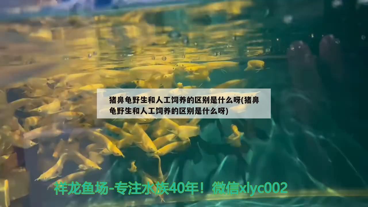 豬鼻龜野生和人工飼養的區別是什么呀(豬鼻龜野生和人工飼養的區別是什么呀)