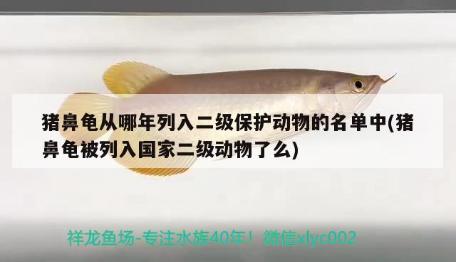 龍魚干蝦有營(yíng)養(yǎng)嗎 豬鼻龜從哪年列入二級(jí)保護(hù)動(dòng)物的名單中(豬鼻龜被列入國(guó)家二級(jí)動(dòng)物了么) 豬鼻龜百科 豬鼻龜從哪年列入二級(jí)保護(hù)動(dòng)物的名單中(豬鼻龜被列入國(guó)家二級(jí)動(dòng)物了么) 豬鼻龜從哪年列入二級(jí)保護(hù)動(dòng)物的名單中(豬鼻龜被列入國(guó)家二級(jí)動(dòng)物了么) 豬鼻龜百科