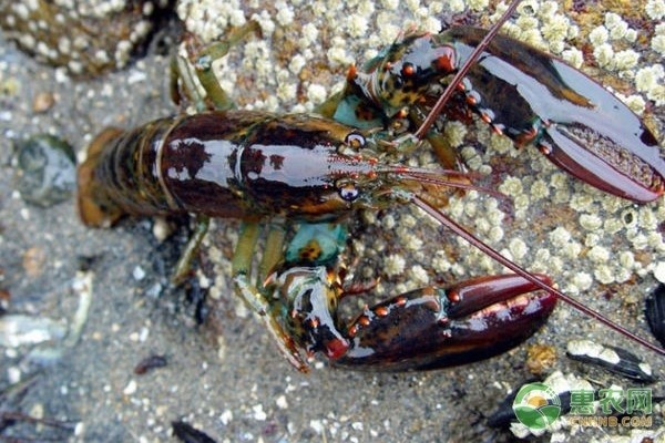 世界十大頂級紅龍