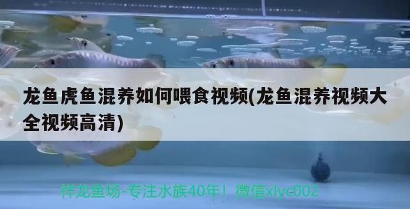 龍魚虎魚混養(yǎng)如何喂食視頻(龍魚混養(yǎng)視頻大全視頻高清) 龍魚虎魚混養(yǎng)如何喂食視頻(龍魚混養(yǎng)視頻大全視頻高清) 虎魚百科