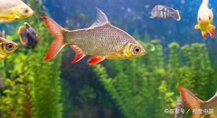 鵝卵石制作魚缸景觀設(shè)計方案：鵝卵石在景觀設(shè)計中的應(yīng)用