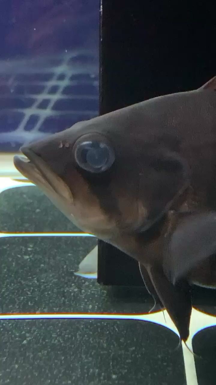 這個(gè)是蒙眼嗎兩只虎魚都會(huì)