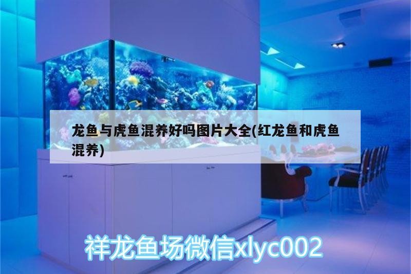 龍魚(yú)與虎魚(yú)混養(yǎng)好嗎圖片大全(紅龍魚(yú)和虎魚(yú)混養(yǎng)) 龍魚(yú)與虎魚(yú)混養(yǎng)好嗎圖片大全(紅龍魚(yú)和虎魚(yú)混養(yǎng)) 虎魚(yú)百科