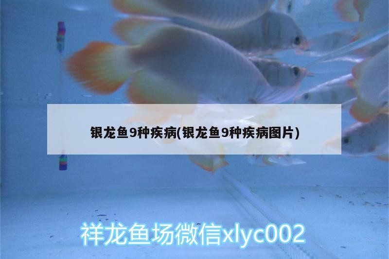 銀龍魚9種疾病(銀龍魚9種疾病圖片)