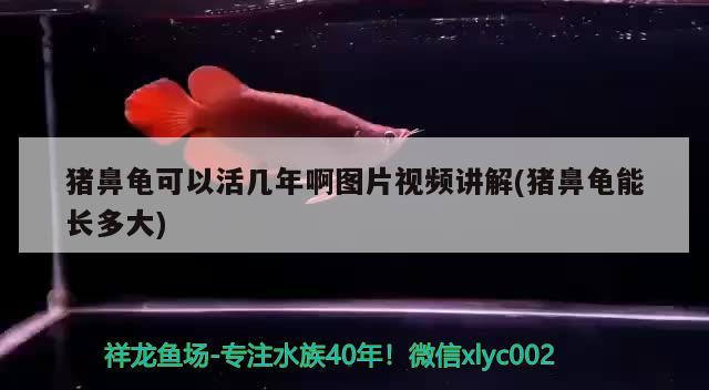 豬鼻龜可以活幾年啊圖片視頻講解(豬鼻龜能長多大)