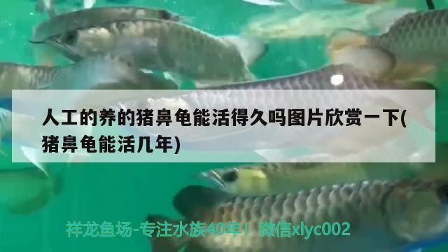 人工的養的豬鼻龜能活得久嗎圖片欣賞一下(豬鼻龜能活幾年)