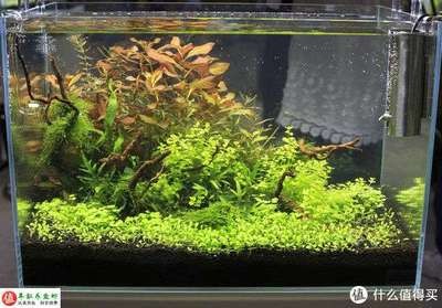 魚缸無(wú)底沙極簡(jiǎn)造景（無(wú)底砂魚缸造景）