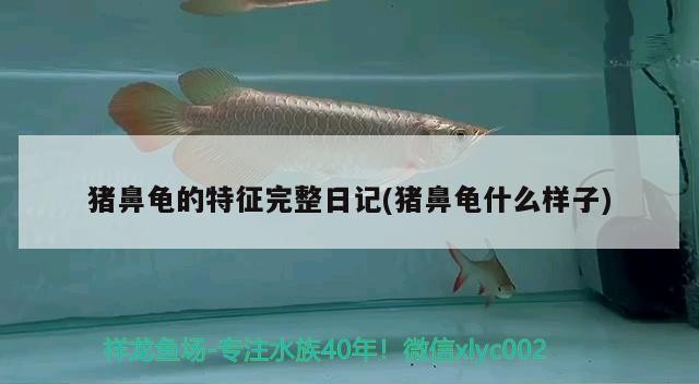 豬鼻龜的特征完整日記(豬鼻龜什么樣子) 豬鼻龜的特征完整日記(豬鼻龜什么樣子) 豬鼻龜百科