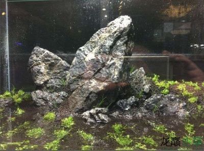 1米2魚缸純青龍石造景：1米2魚缸純青龍石造景需要注意什么？