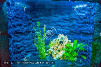 白色魚缸配什么顏色背景圖最好看：如何選擇白色魚缸的背景顏色