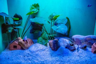 白色魚缸配什么顏色背景圖最好看：如何選擇白色魚缸的背景顏色