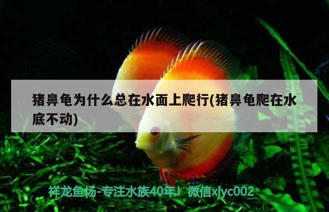 豬鼻龜為什么總在水面上爬行(豬鼻龜爬在水底不動)