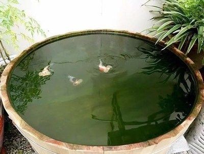 大水缸做魚缸好不好：古法養(yǎng)魚的注意事項(xiàng)古法養(yǎng)魚需要注意以下幾點(diǎn)