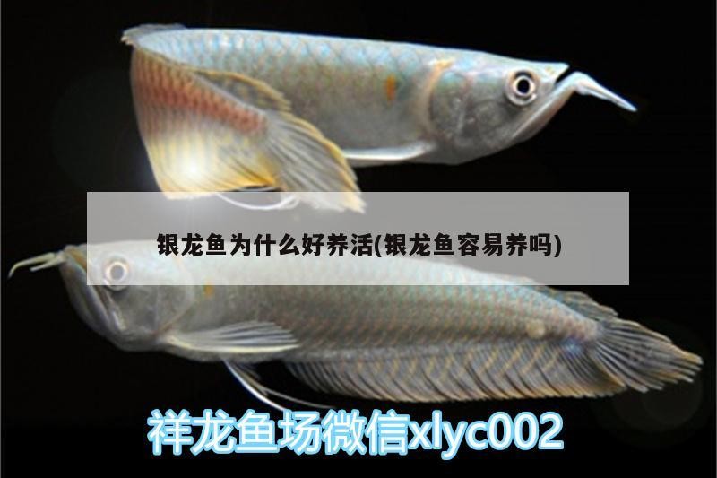 銀龍魚為什么好養活(銀龍魚容易養嗎) 銀龍魚為什么好養活(銀龍魚容易養嗎) 銀龍魚百科