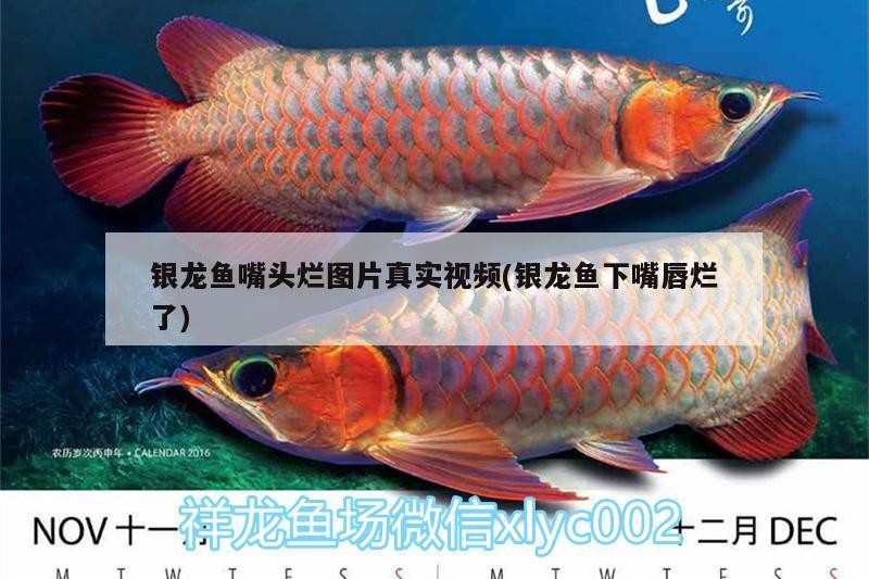 銀龍魚嘴頭爛圖片真實視頻(銀龍魚下嘴唇爛了)