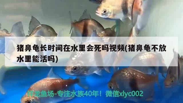 魚(yú)缸用增氧泵價(jià)格是多少:魚(yú)缸增氧機(jī)-xtrac增氧機(jī)-xtrac增氧機(jī) 豬鼻龜長(zhǎng)時(shí)間在水里會(huì)死嗎視頻(豬鼻龜不放水里能活嗎) 豬鼻龜百科 豬鼻龜長(zhǎng)時(shí)間在水里會(huì)死嗎視頻(豬鼻龜不放水里能活嗎) 豬鼻龜長(zhǎng)時(shí)間在水里會(huì)死嗎視頻(豬鼻龜不放水里能活嗎) 豬鼻龜百科