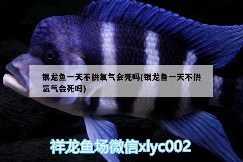 魚缸用增氧泵價格是多少:魚缸增氧機-xtrac增氧機-xtrac增氧機 銀龍魚一天不供氧氣會死嗎(銀龍魚一天不供氧氣會死嗎) 銀龍魚百科 銀龍魚一天不供氧氣會死嗎(銀龍魚一天不供氧氣會死嗎) 銀龍魚一天不供氧氣會死嗎(銀龍魚一天不供氧氣會死嗎) 銀龍魚百科