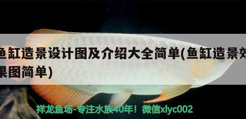 魚缸造景設計圖及介紹大全簡單(魚缸造景效果圖簡單)