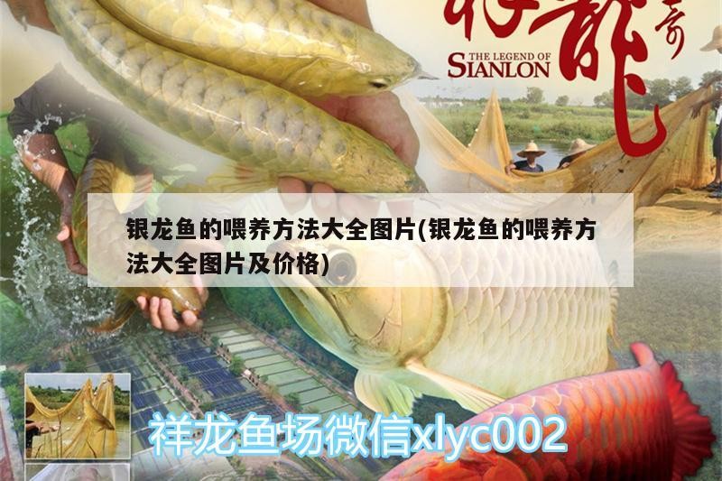 銀龍魚的喂養方法大全圖片(銀龍魚的喂養方法大全圖片及價格)