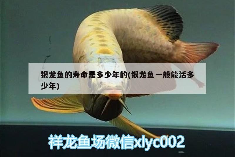 銀龍魚的壽命是多少年的(銀龍魚一般能活多少年) 銀龍魚的壽命是多少年的(銀龍魚一般能活多少年) 銀龍魚百科