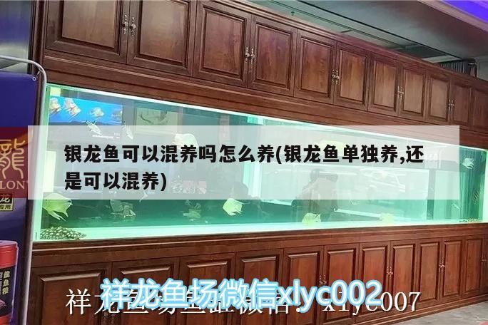 銀龍魚可以混養嗎怎么養(銀龍魚單獨養,還是可以混養)