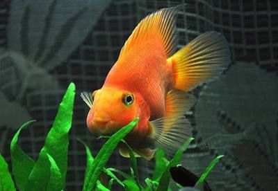 超白金晶魚缸怎么樣好不好養(yǎng)：超白金晶魚缸怎么樣？