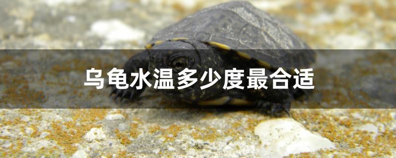 烏龜水溫多少度最合適