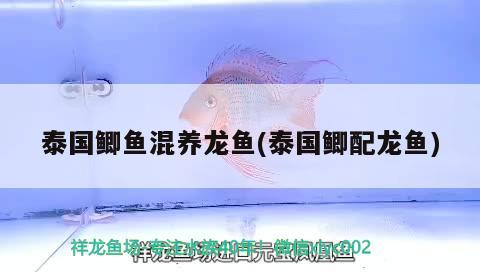 泰國鯽魚混養龍魚(泰國鯽配龍魚)