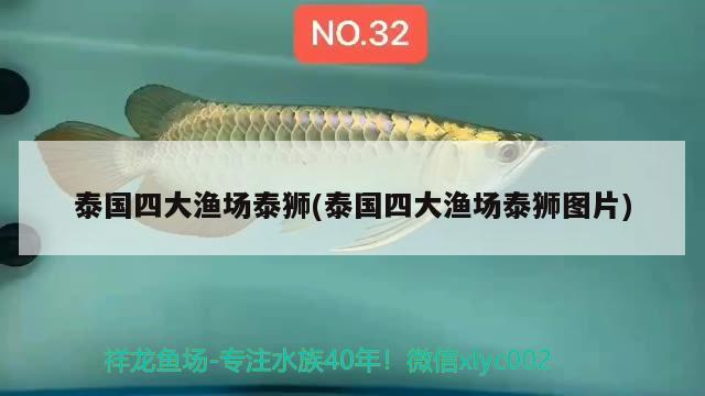 泰國(guó)四大漁場(chǎng)泰獅(泰國(guó)四大漁場(chǎng)泰獅圖片)