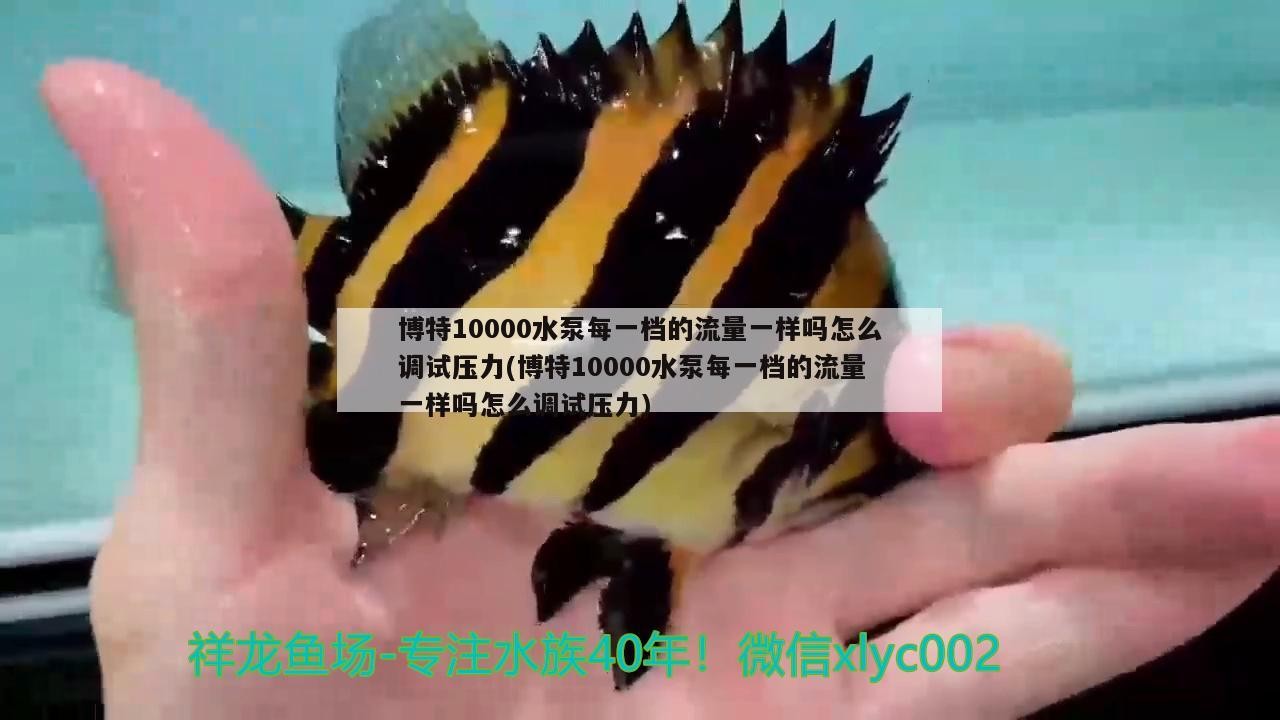 博特10000水泵每一檔的流量一樣嗎怎么調試壓力(博特10000水泵每一檔的流量一樣嗎怎么調試壓力) 博特10000水泵每一檔的流量一樣嗎怎么調試壓力(博特10000水泵每一檔的流量一樣嗎怎么調試壓力) 博特水族