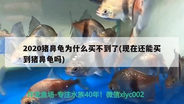 2020豬鼻龜為什么買不到了(現在還能買到豬鼻龜嗎)