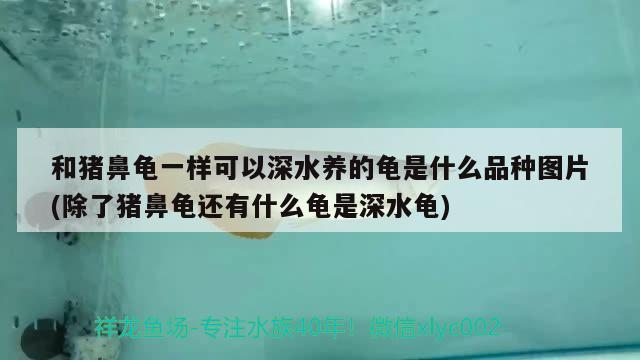 和豬鼻龜一樣可以深水養的龜是什么品種圖片(除了豬鼻龜還有什么龜是深水龜)