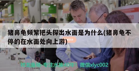 豬鼻龜頻繁把頭探出水面是為什么(豬鼻龜不停的在水面處向上游) 豬鼻龜頻繁把頭探出水面是為什么(豬鼻龜不停的在水面處向上游) 豬鼻龜百科