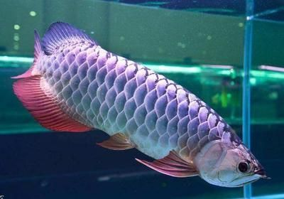 銀龍魚和紅龍魚的區別：銀龍魚與紅龍魚的區別