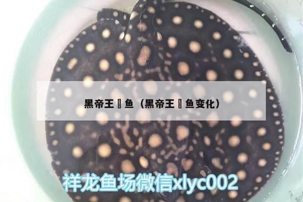 黑帝王魟魚的日常飲食安排，黑帝王魟魚的日常飲食安排包括以下幾部分