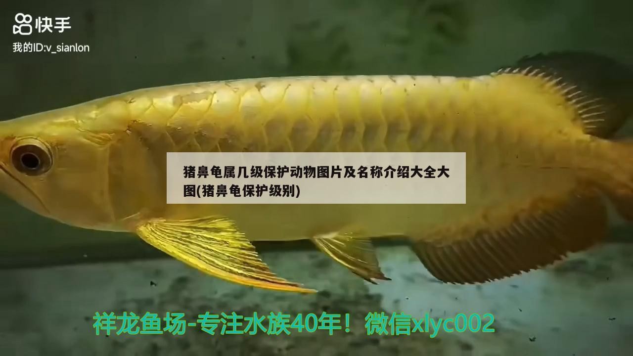 豬鼻龜屬幾級保護動物圖片及名稱介紹大全大圖(豬鼻龜保護級別)