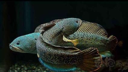 印度紅龍魚價格表最新行情：印度紅龍魚價格受多種因素影響
