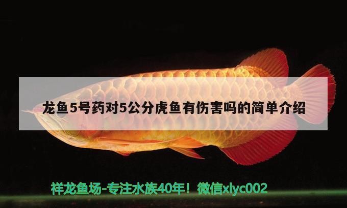 龍魚(yú)5號(hào)藥對(duì)5公分虎魚(yú)有傷害嗎的簡(jiǎn)單介紹