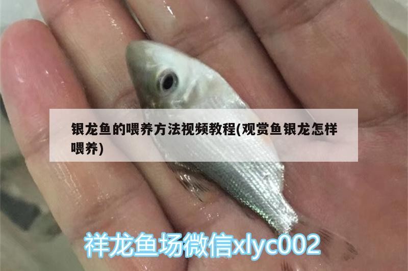 銀龍魚的喂養方法視頻教程(觀賞魚銀龍怎樣喂養)
