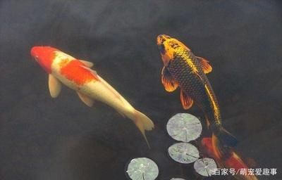 大魚缸金魚怎么養(yǎng)才能活得長久一點：養(yǎng)好金魚的基本要求