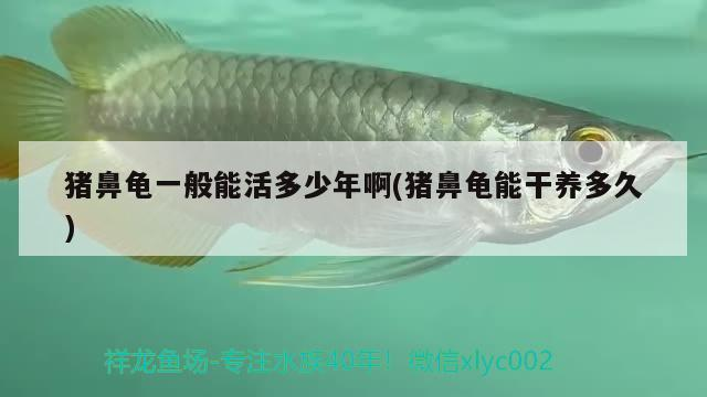 龍魚干蝦有營養嗎 豬鼻龜一般能活多少年啊(豬鼻龜能干養多久) 豬鼻龜百科 豬鼻龜一般能活多少年啊(豬鼻龜能干養多久) 豬鼻龜一般能活多少年啊(豬鼻龜能干養多久) 豬鼻龜百科