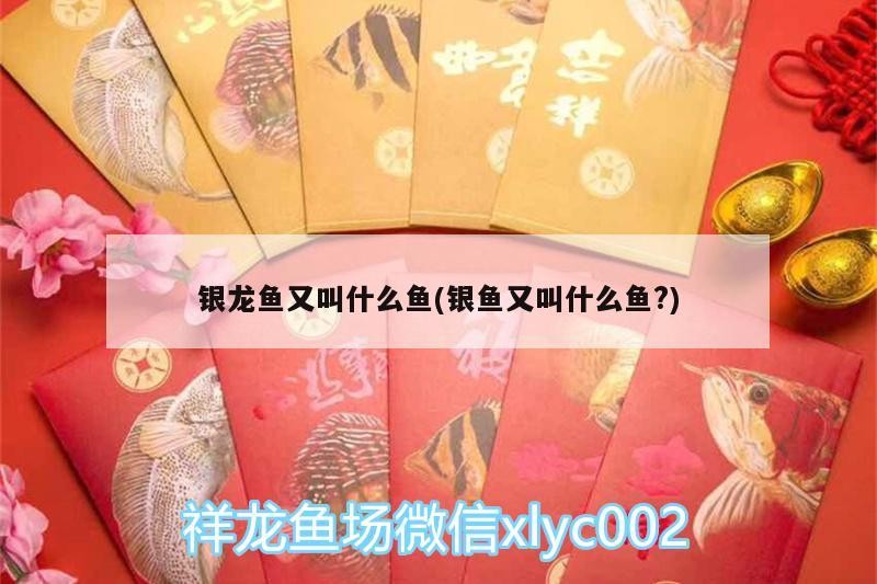 銀龍魚又叫什么魚(銀魚又叫什么魚?)