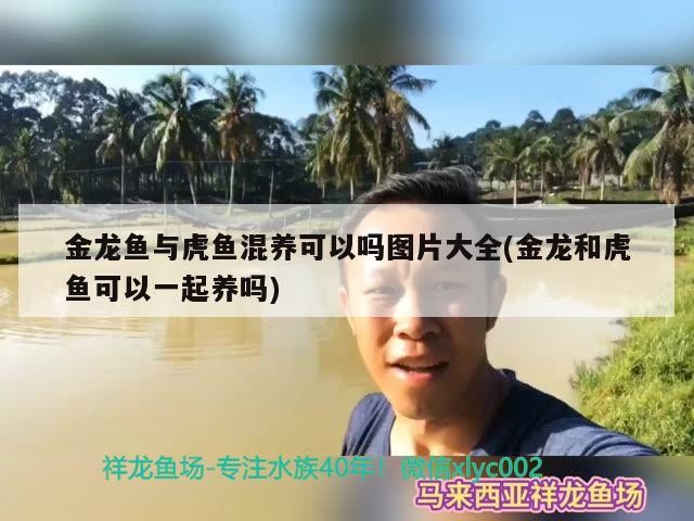 金龍魚與虎魚混養可以嗎圖片大全(金龍和虎魚可以一起養嗎)