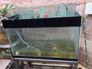 玻璃店做個(gè)魚缸多少錢1米8：玻璃店做魚缸價(jià)格受到多種因素影響，需要注意哪些因素